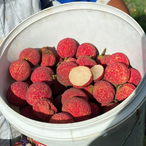 ✨Seedless Lychee Seeds