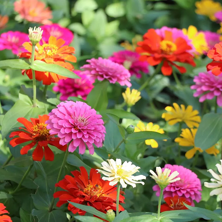 Zinnia Seeds-Double Flowered-Mixed Color