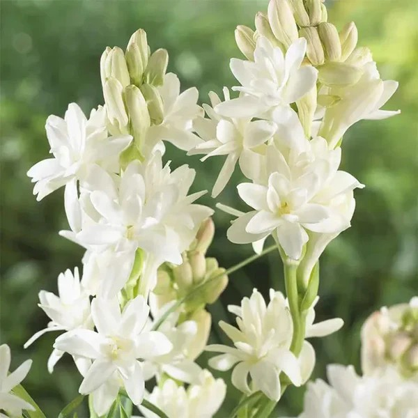 Double Petal Tuberose | Buy 1 Get 4 Free