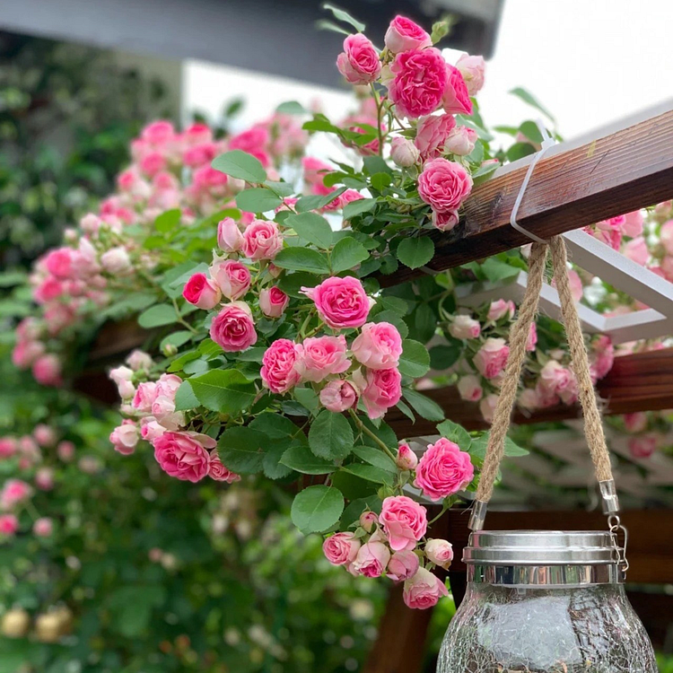 Climbing Vine Rose Flower Seeds🌹