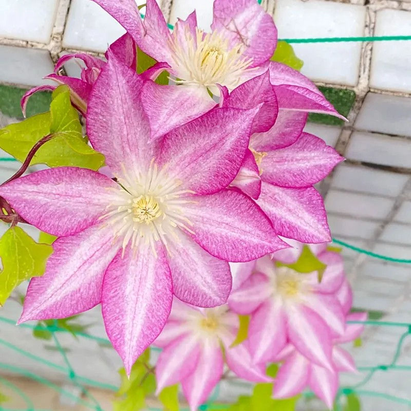 47%OFF🎉Mixed-Color Climbing Clematis Flower