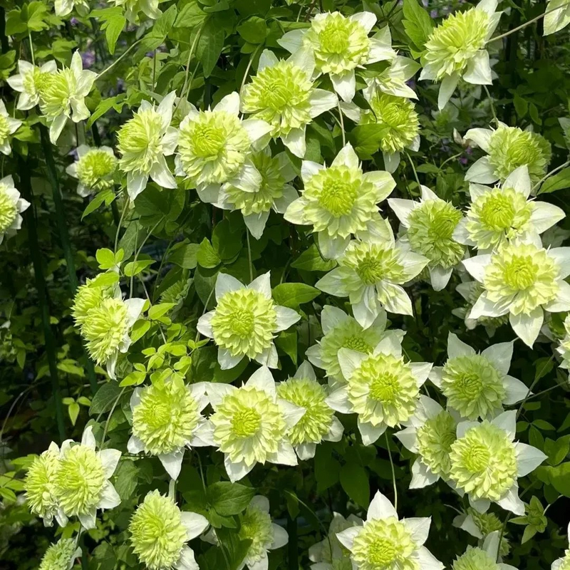 47%OFF🎉Mixed-Color Climbing Clematis Flower