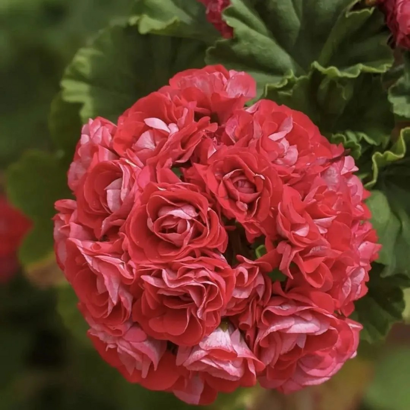 🌸 50%+ Discount for a Limited Time - Apple Blossom Geranium Seeds 🌸