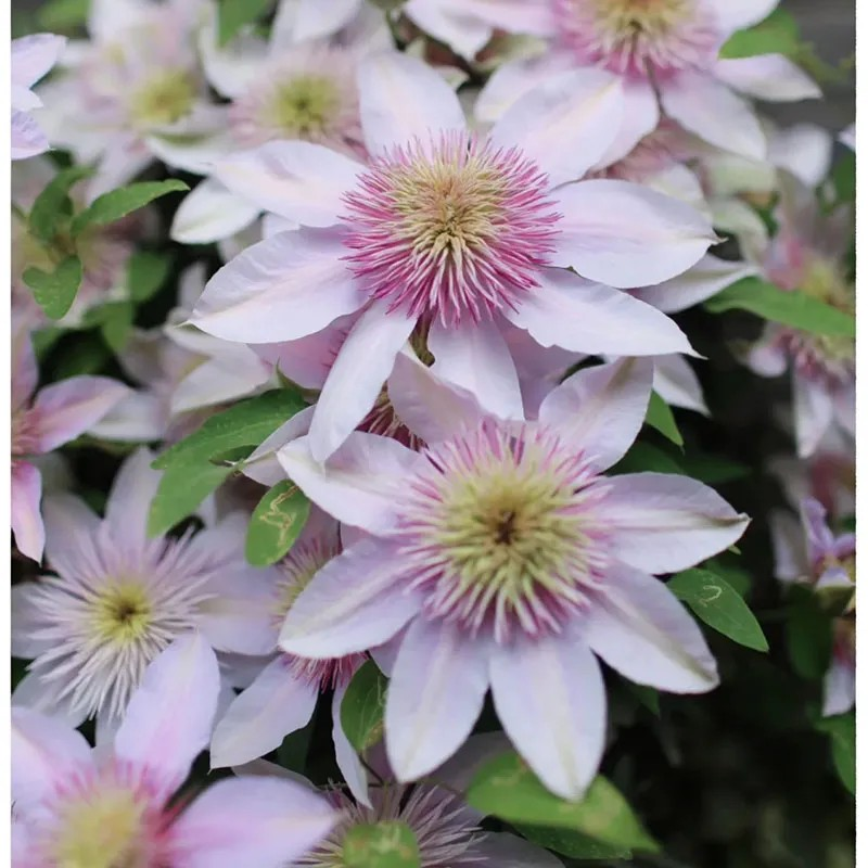 47%OFF🎉Mixed-Color Climbing Clematis Flower