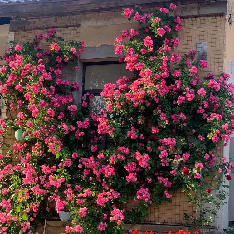 Climbing Vine Rose Flower Seeds🌹